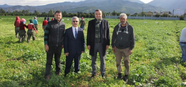 Maydanoz Hasadı Başladı!